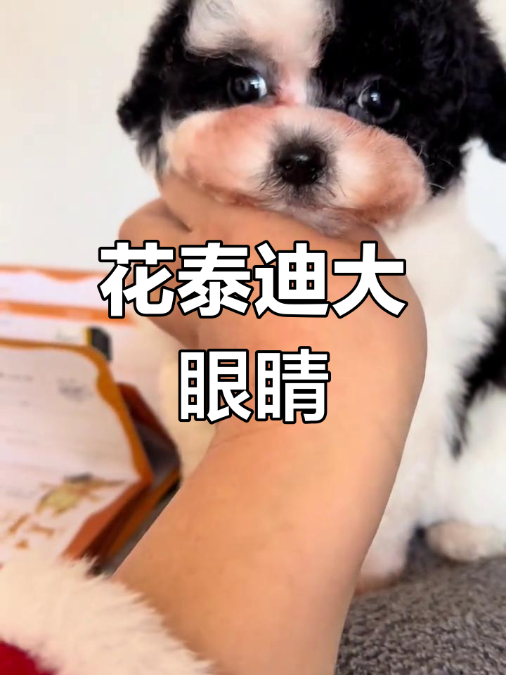 黑白花泰迪弟弟,萌态十足