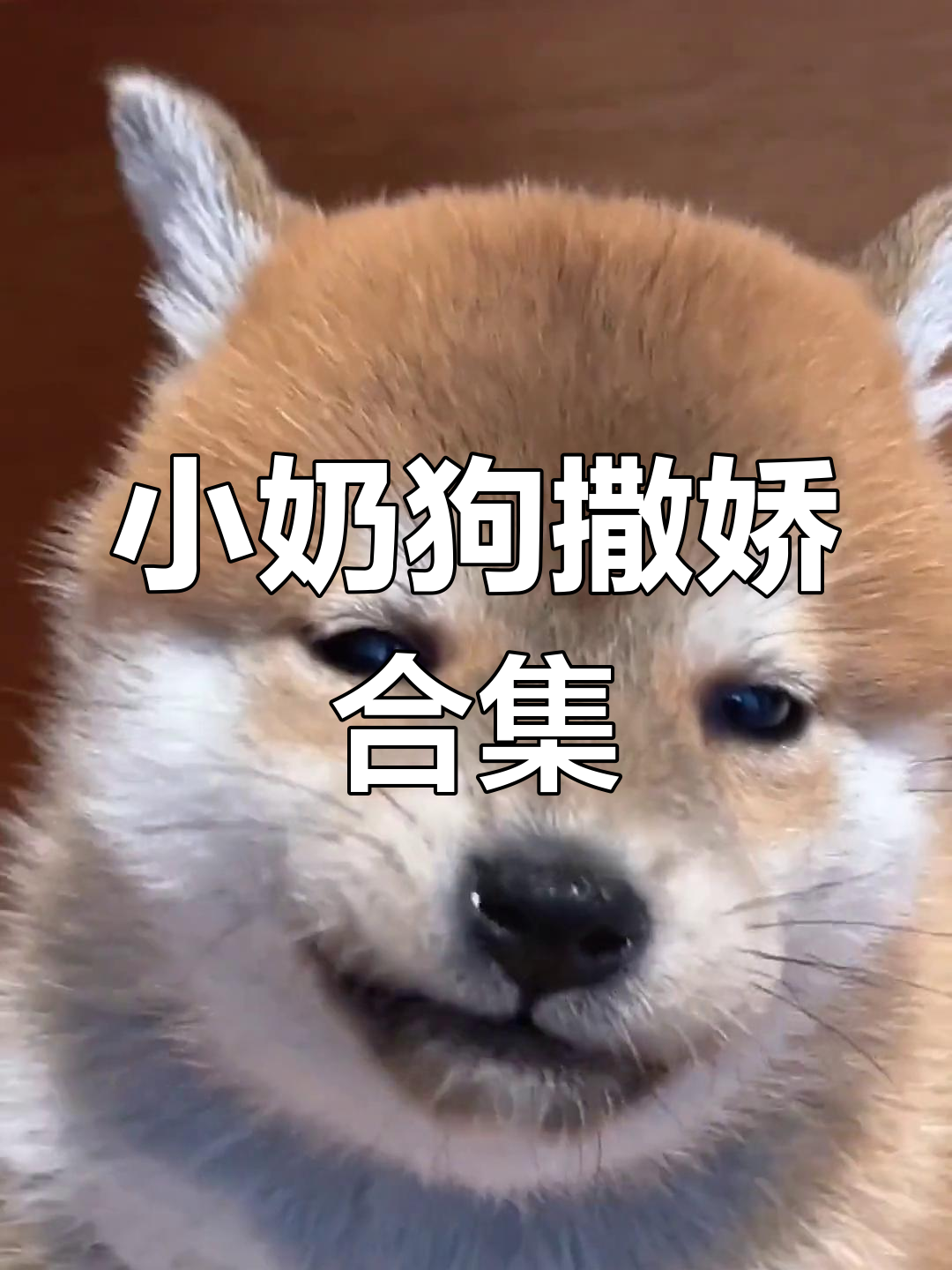 柴犬小奶狗撒娇卖萌,谁能抗拒它的魅力?