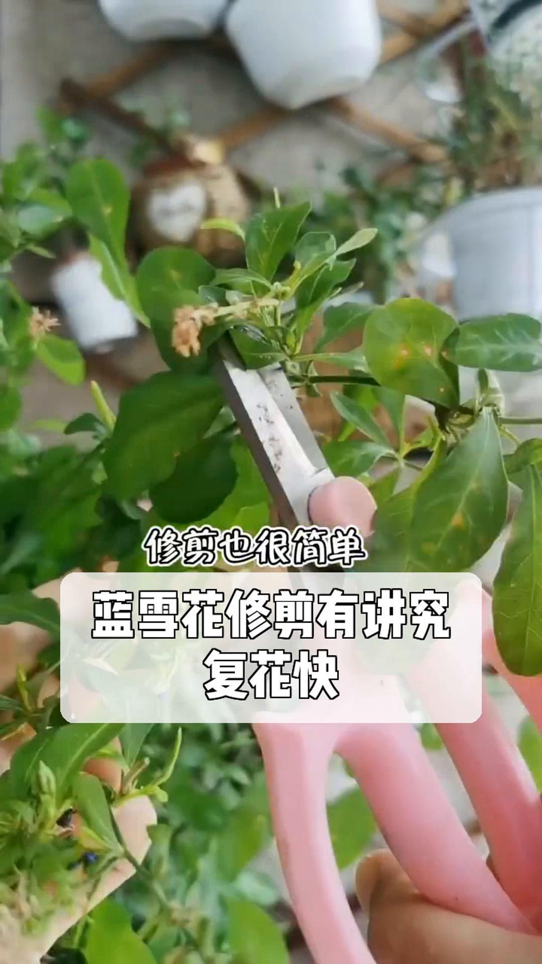 蓝雪花修剪图解图片