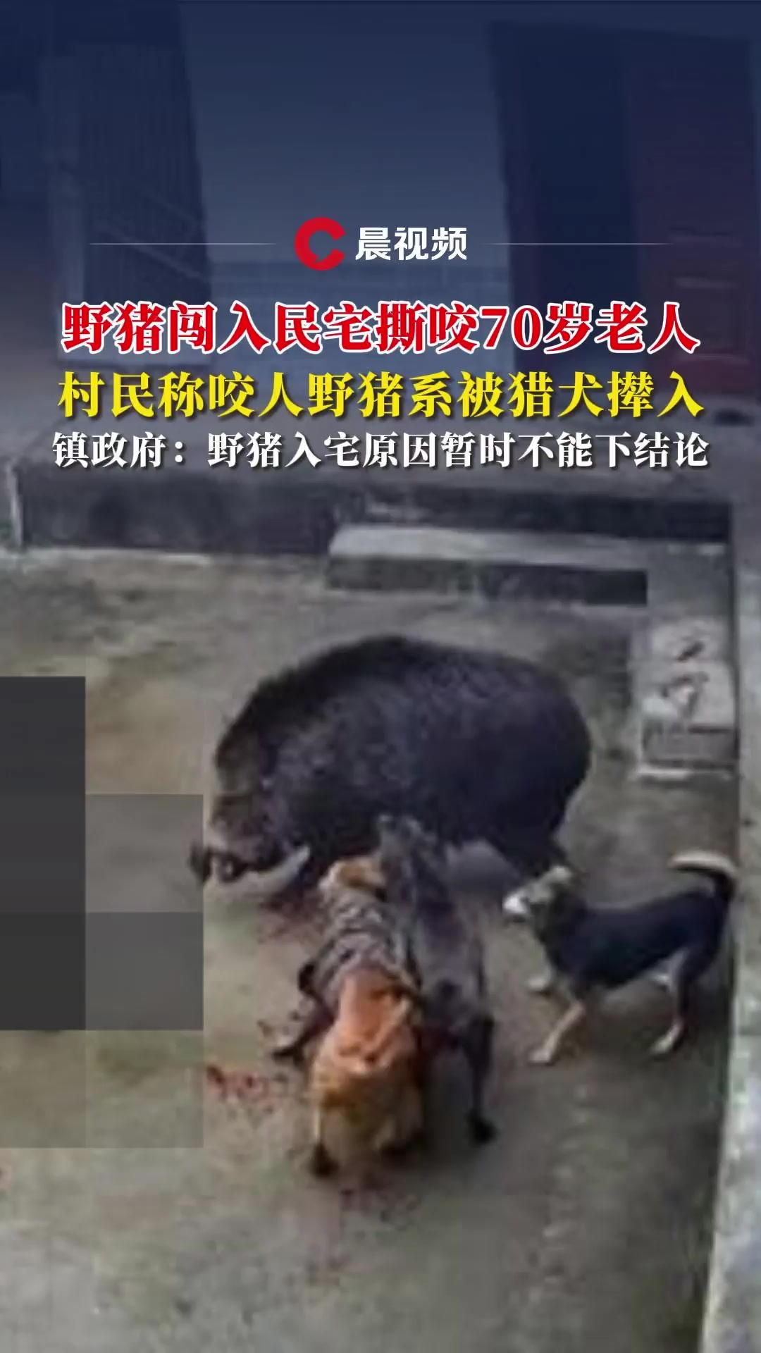 浙江野猪成灾图片