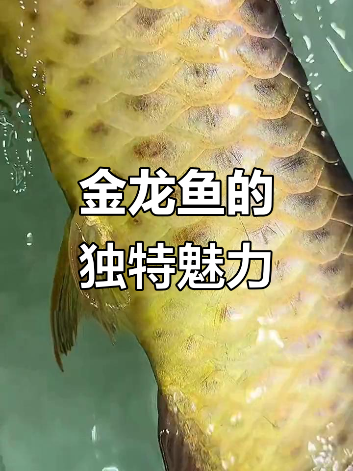 巧克力金龙鱼,稀有至极,万中无一!