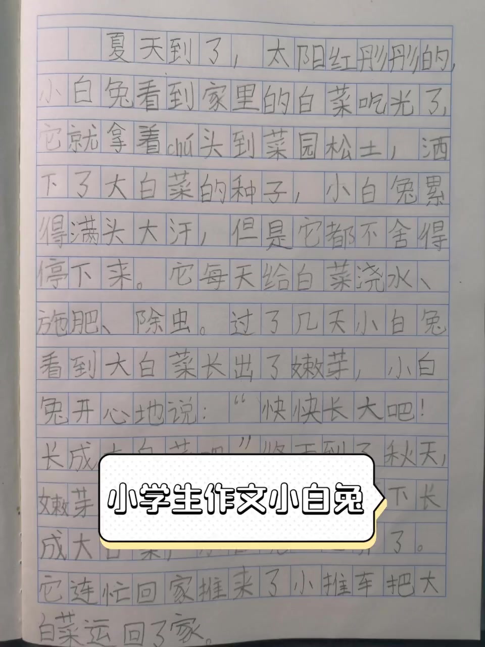 小学生作文小白兔