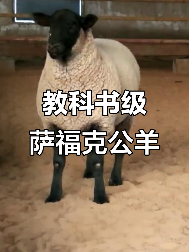纯种萨福克公羊,独特魅力无法抗拒