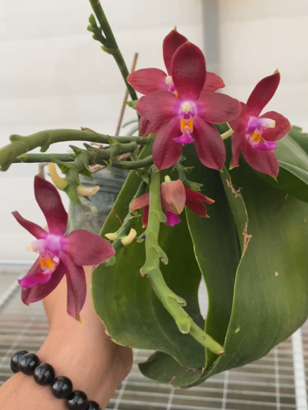 一年365天都在开花的原生种蝴蝶兰