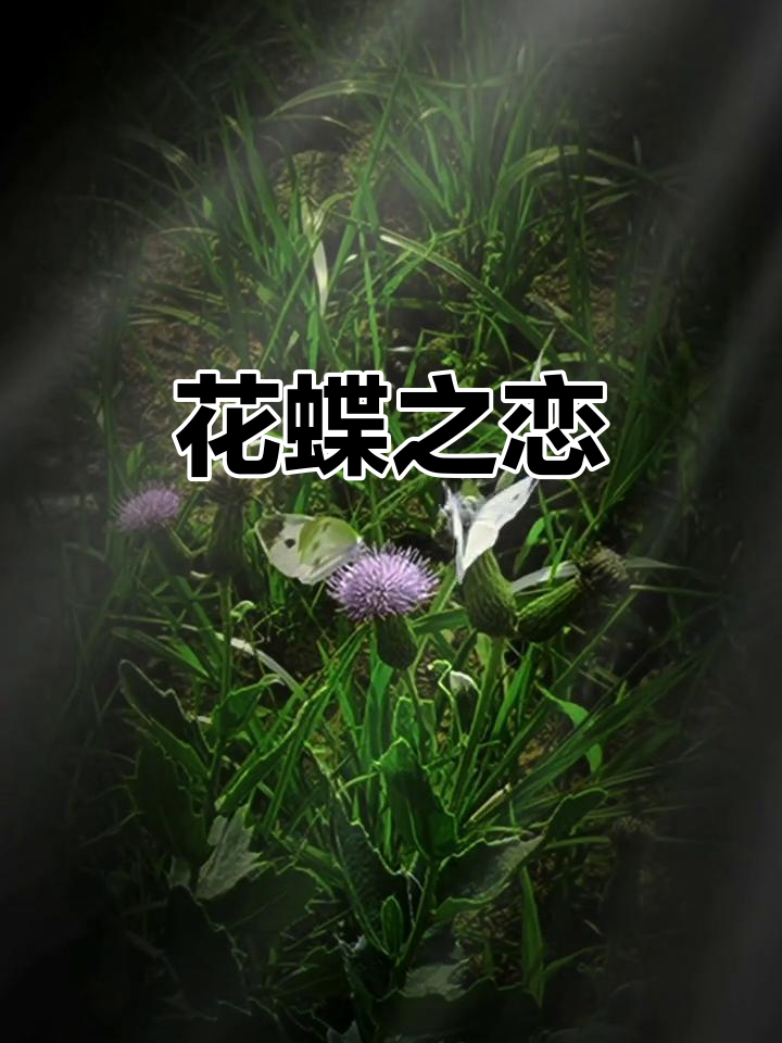 蝴蝶与花,轮回的美丽,舞动生命的奇迹