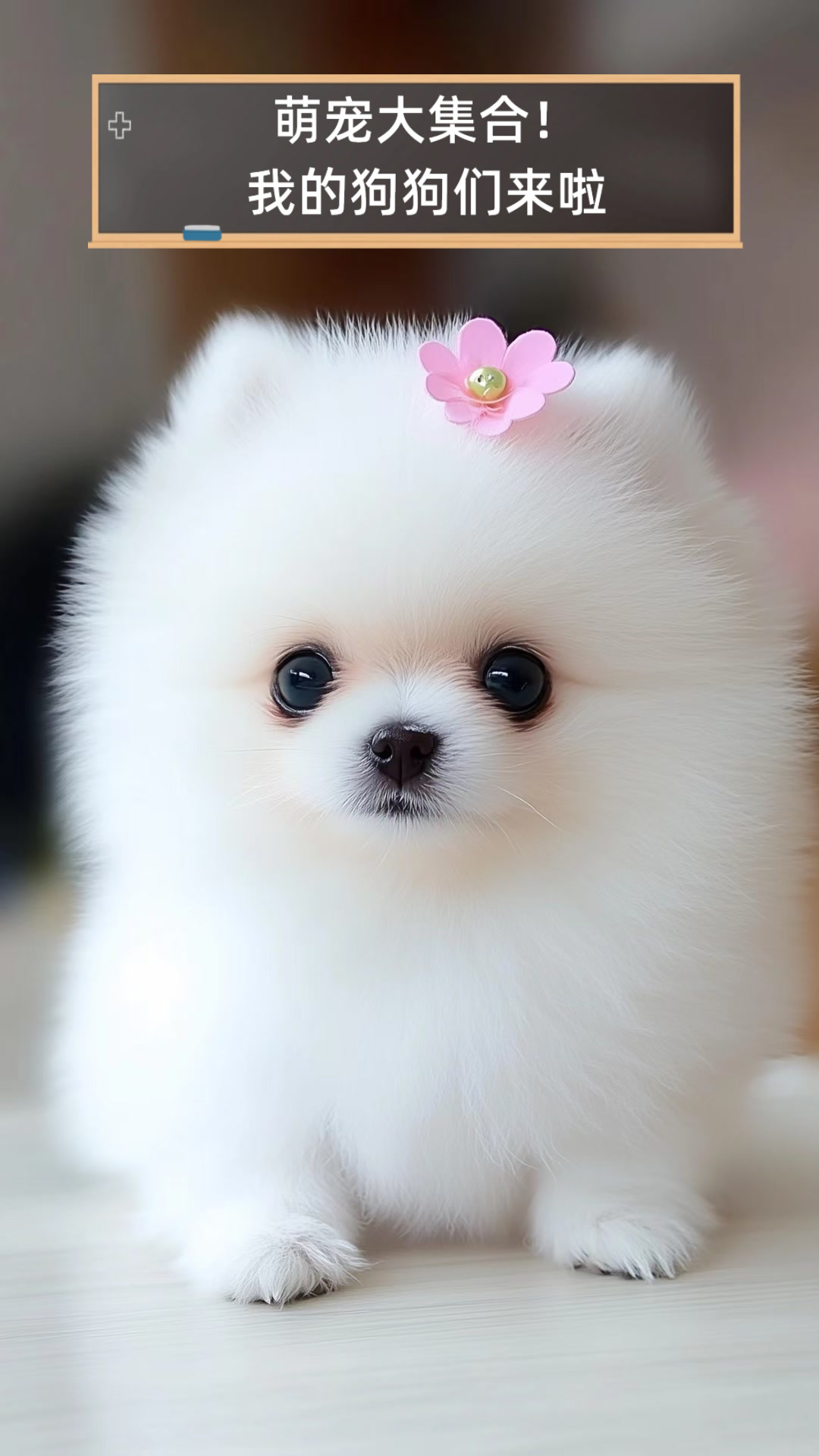 我的狗狗们来啦