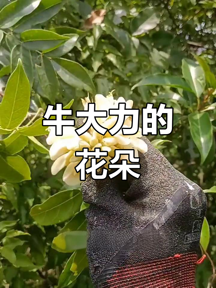 牛大力花开了,你见过吗?赶紧收藏起来吧!