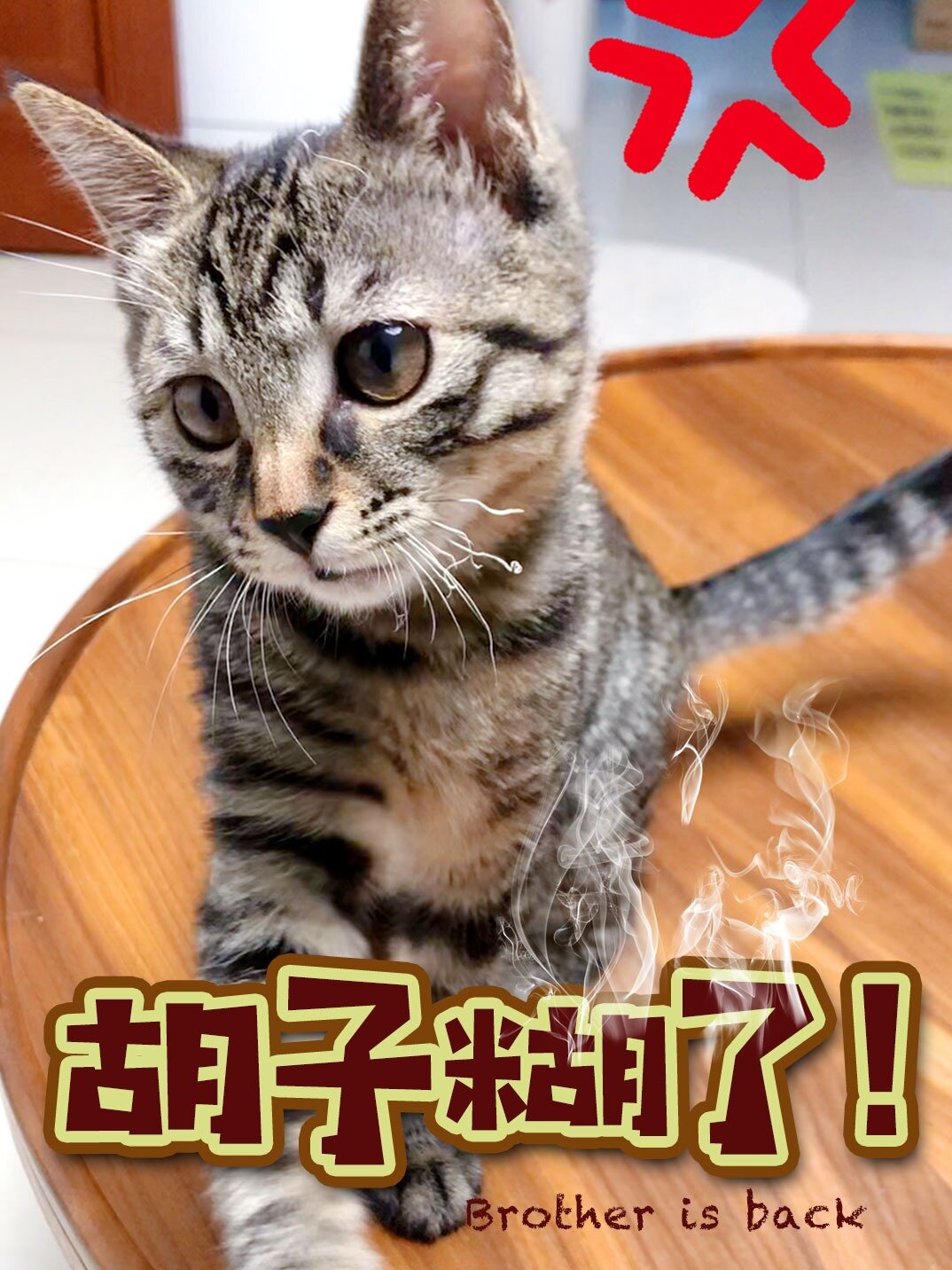 铲屎官当场吓晕!猫咪胡子多久能恢复