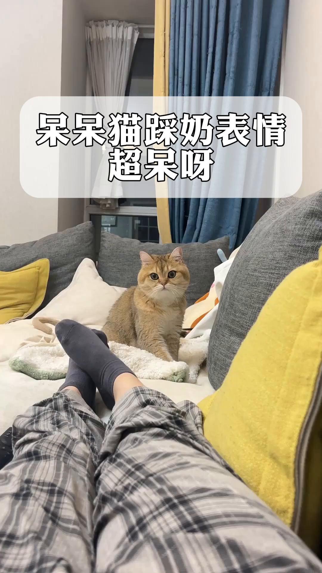 猫咪为什么会踩奶还呼噜噜的为什么在线 猫咪为什么会踩奶还呼噜噜的为什么在线