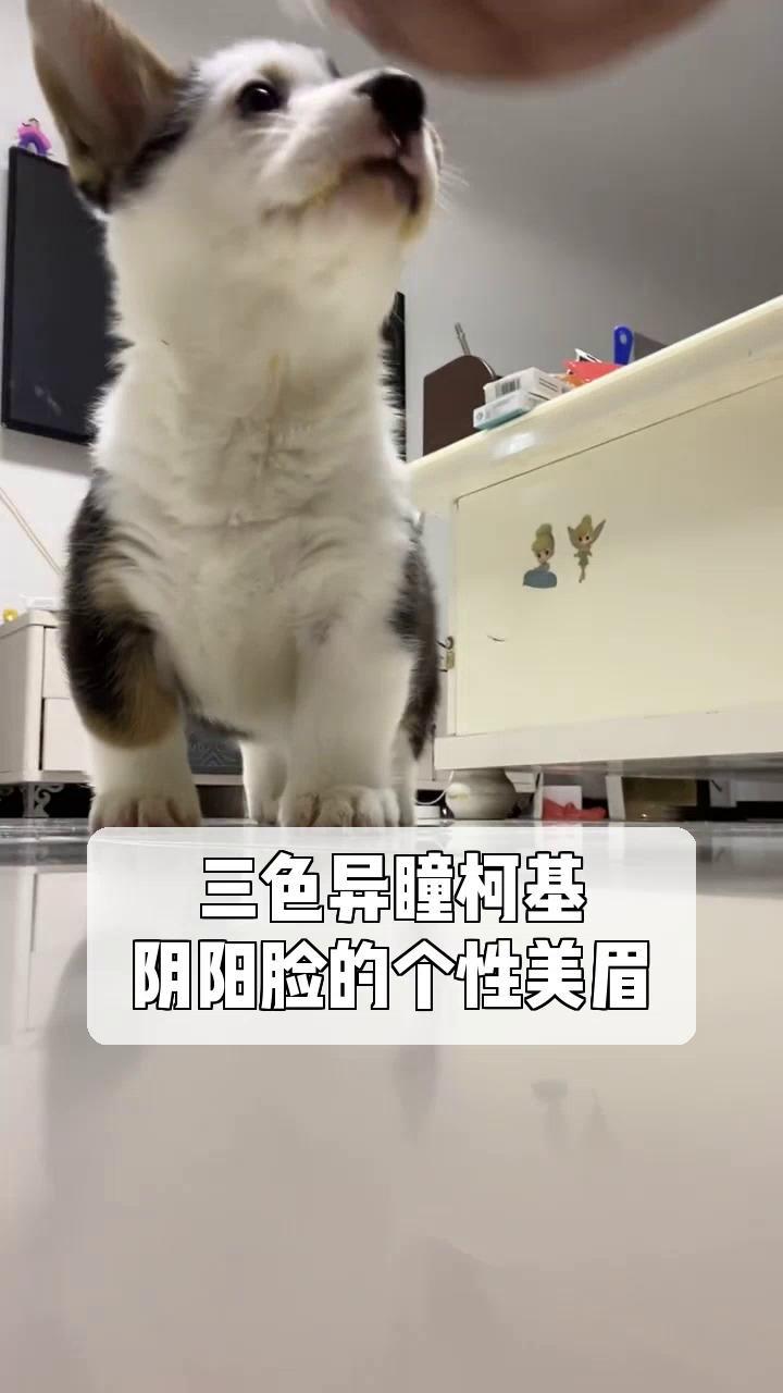 三色异瞳柯基,阴阳脸的个性美眉