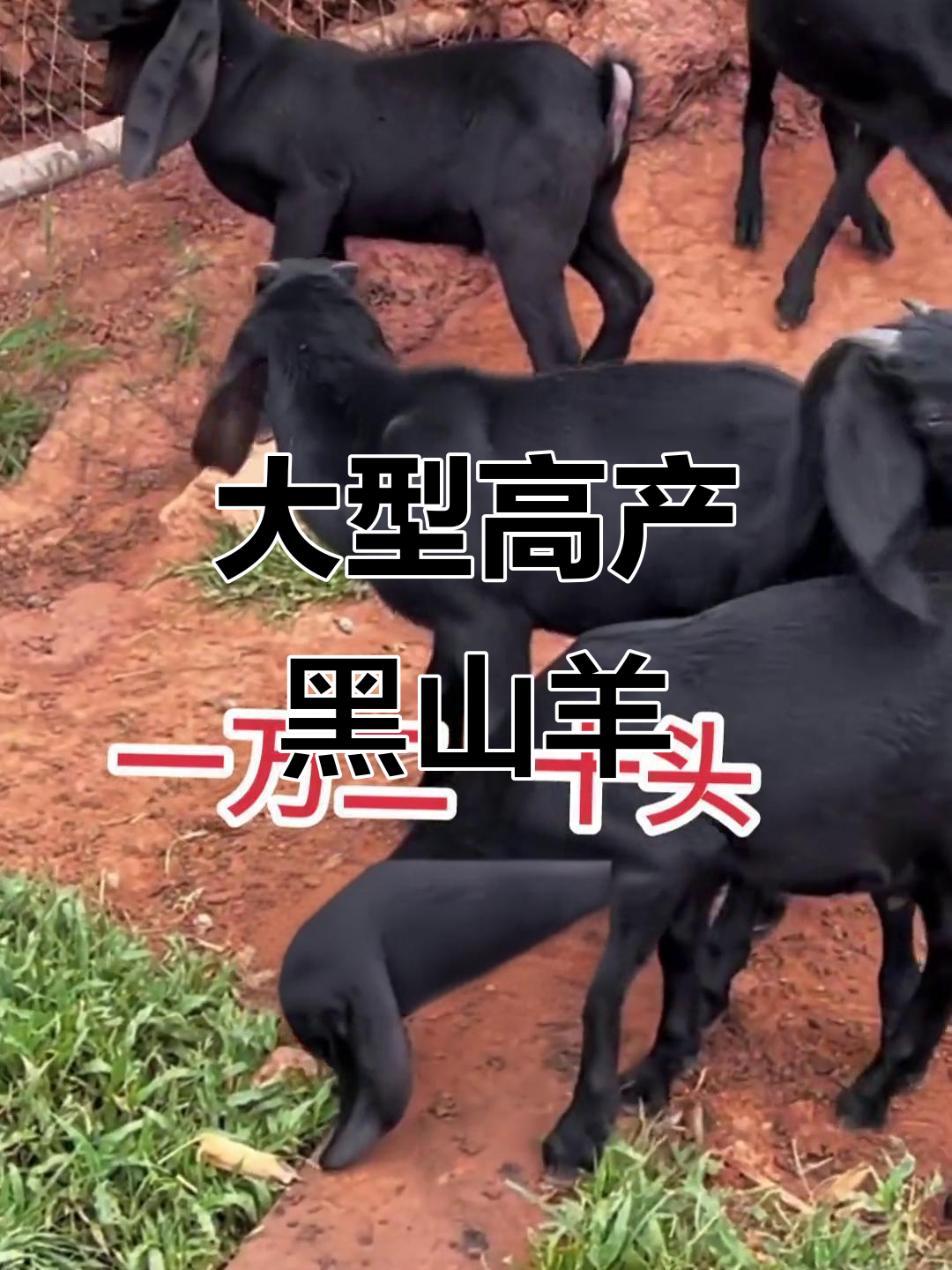 努比亚黑山羊:体型大,长势快,高品质种公羊来袭