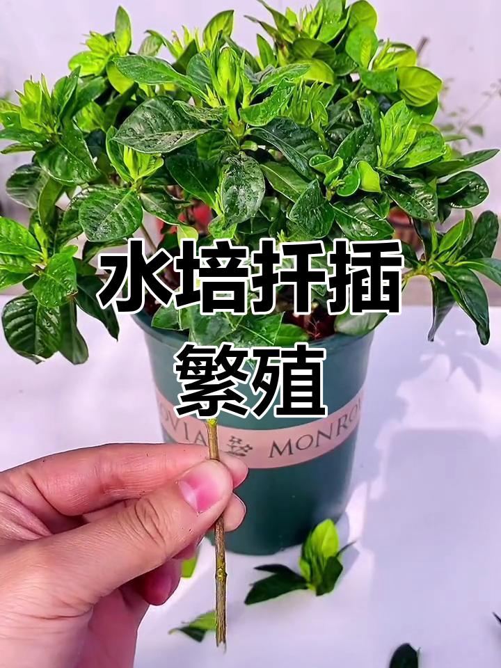 栀子花水培扦插技巧