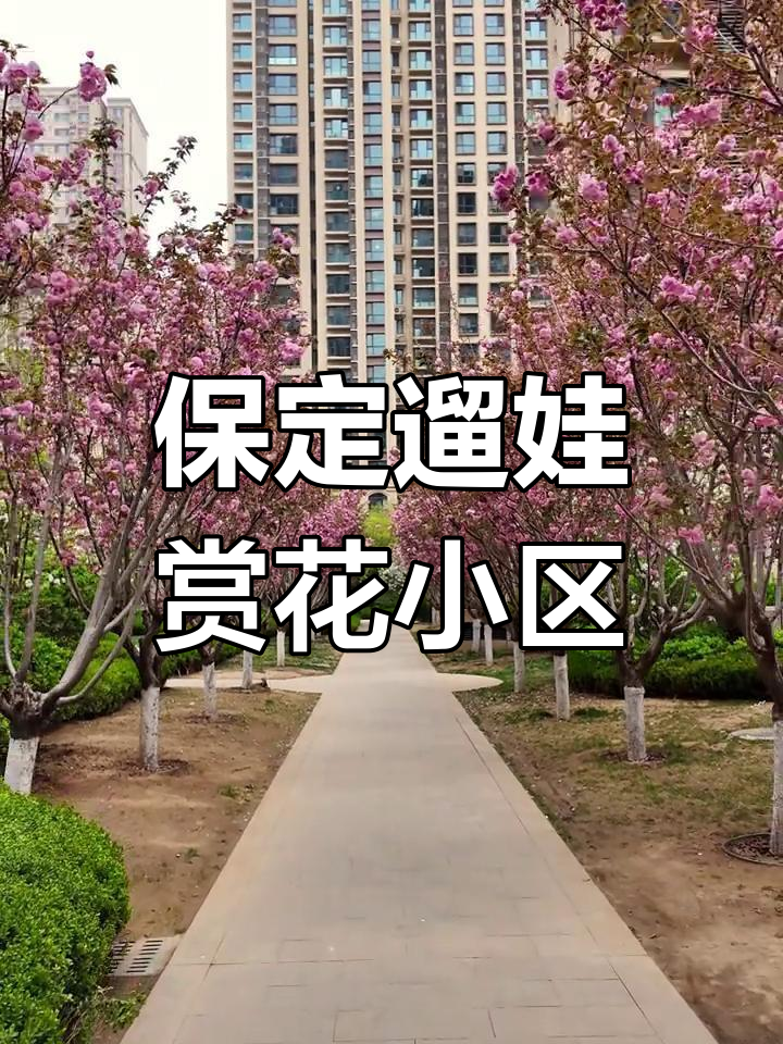 保定玉兰九赋:赏花与亲子互动的完美结合