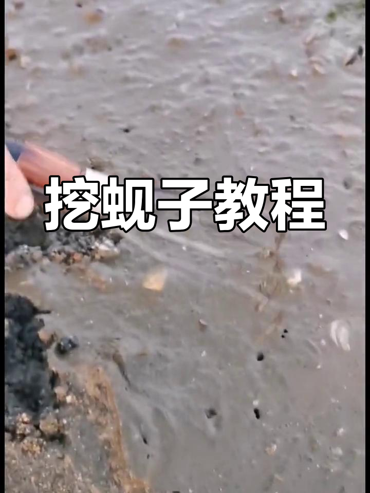 大连赶海挖蚬子全攻略