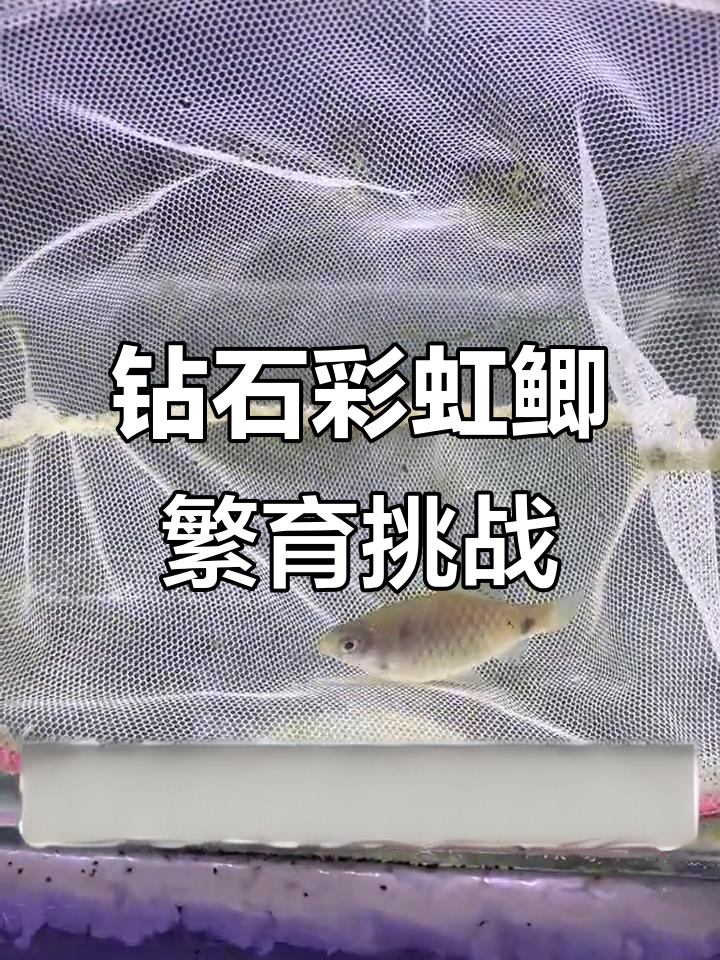 挑战繁殖钻石彩虹鲫,公母鱼配对成功孵化小鱼