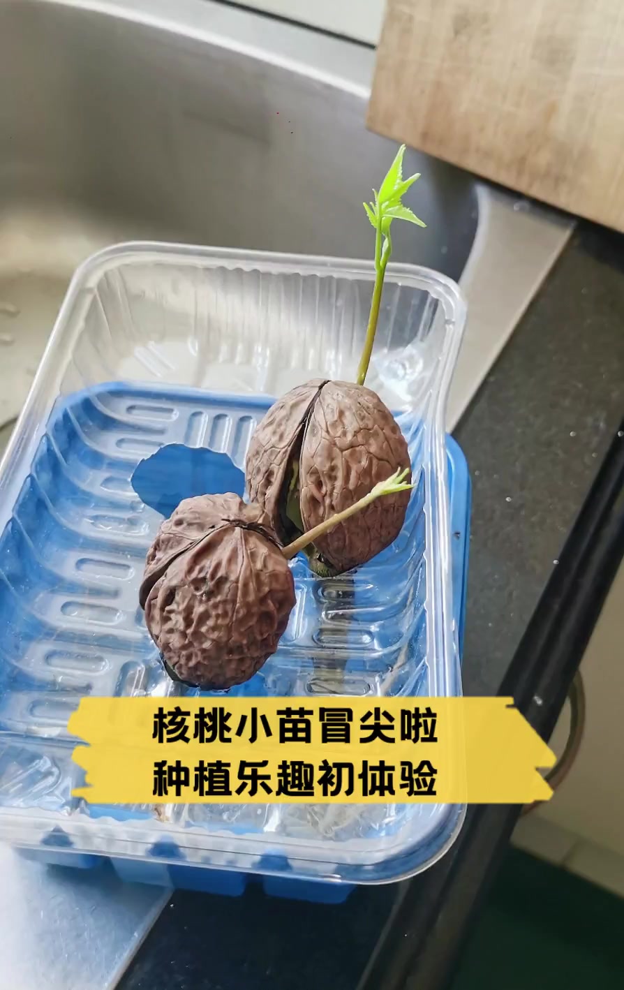 核桃小苗冒尖啦,种植乐趣初体验