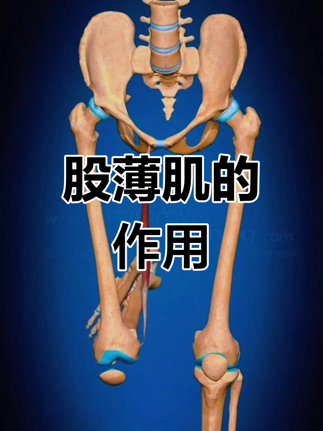 股薄肌解剖功能详解:起点与止点,作用及运动表现