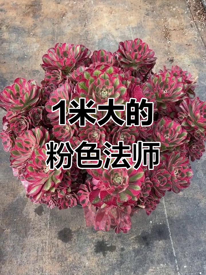 一颗粉女郎法师,一米大超震撼!