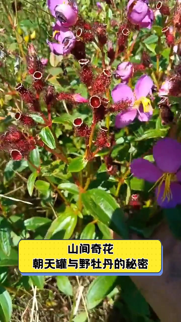 山间奇花,朝天罐与野牡丹的秘密