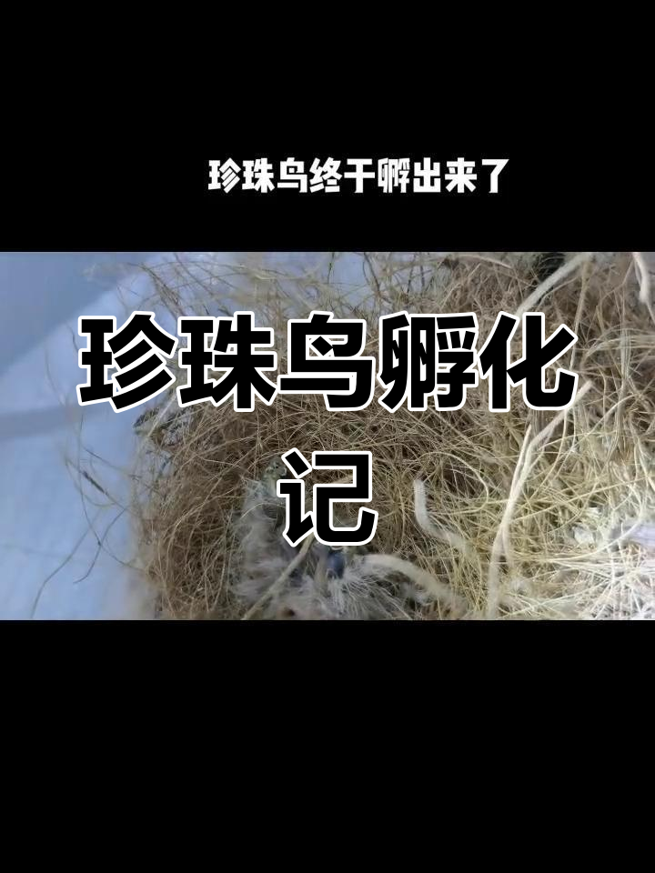 15天孵化,珍珠鸟幼崽破壳瞬间,萌态尽显!