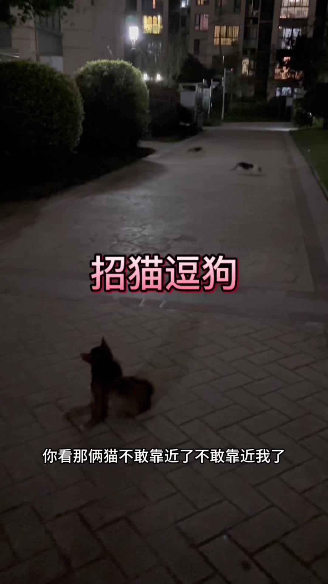 乐妈完美诠释了什么叫招猫逗狗,也是醉了