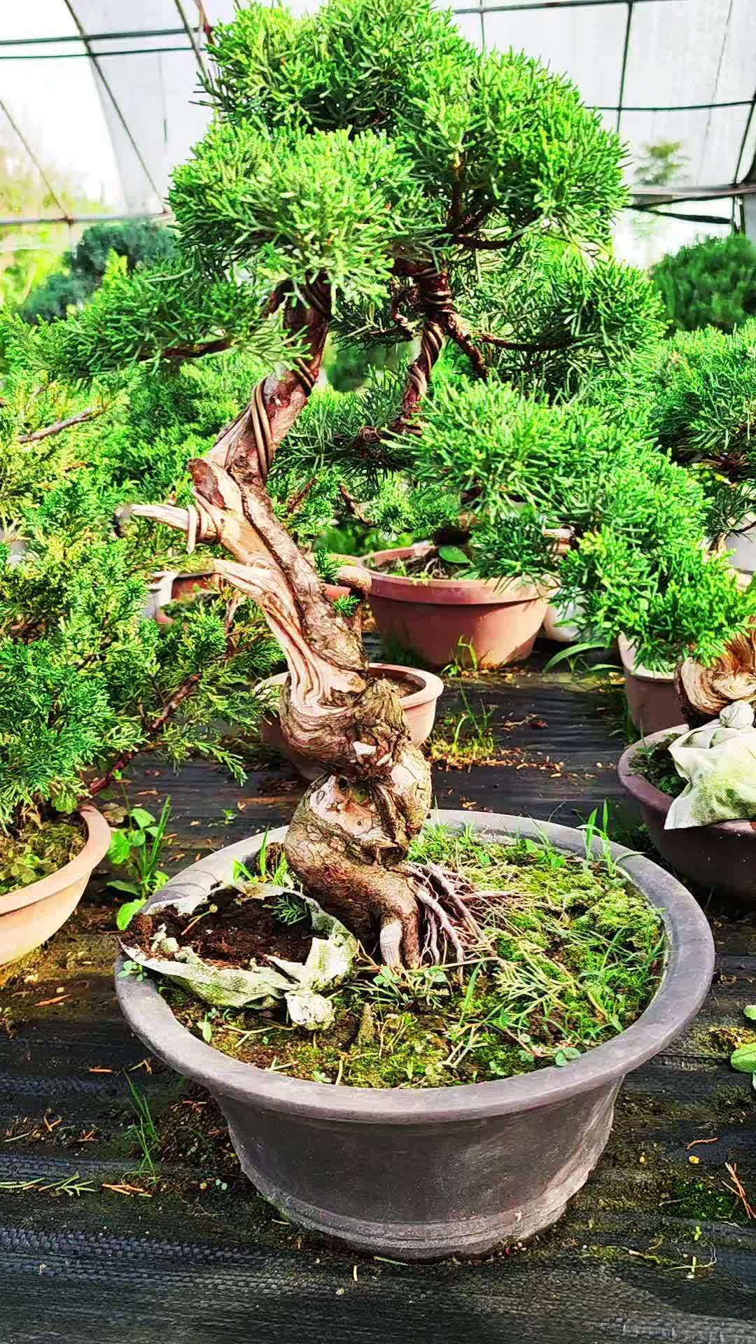 真柏盆景 精品盆景