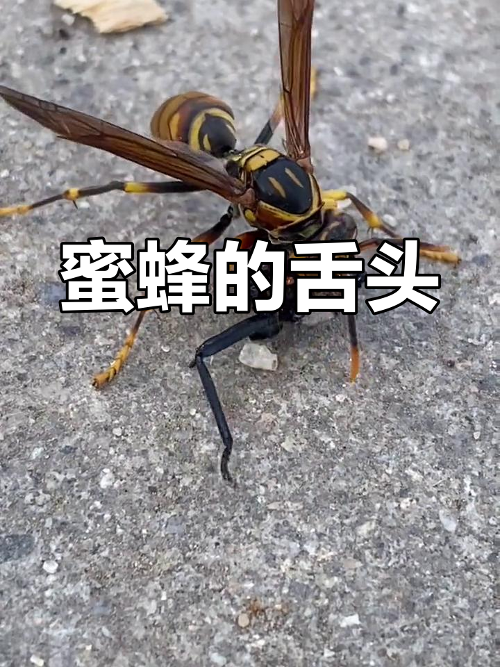 蜜蜂舌头的秘密