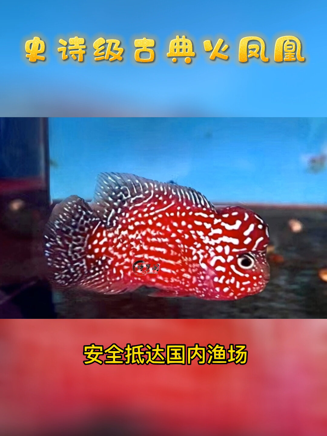 史诗级泰国古典金花火凤凰罗汉鱼,体长8公分