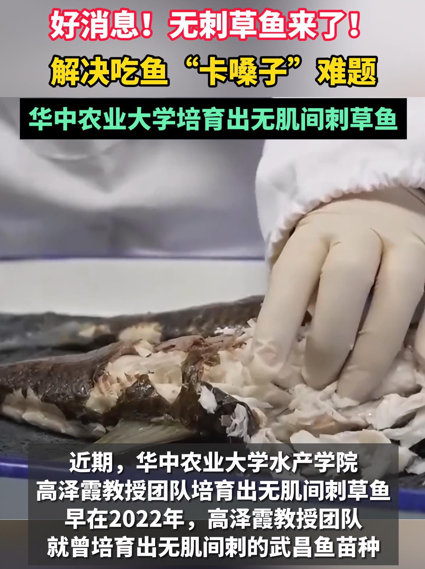 好消息无刺草鱼来了华中农业大学培育出无肌间刺草鱼草鱼无刺鱼三农