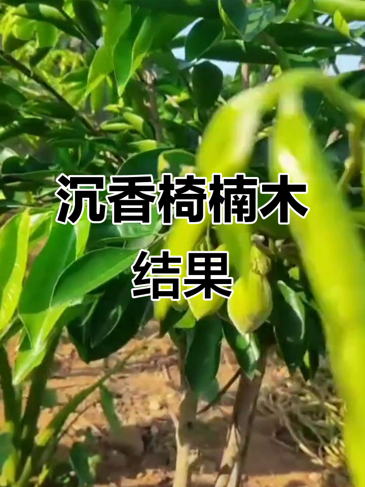 沉香楠木结出硕果,朋友们都惊呆了!