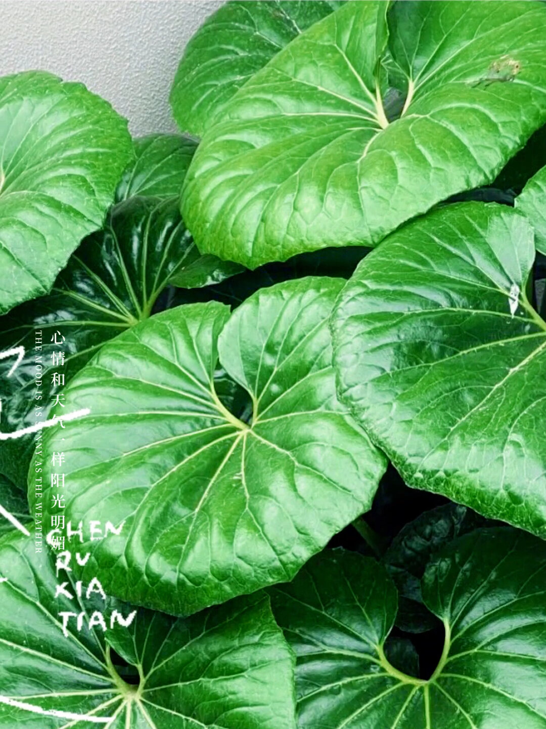 认识植物 大吴风草