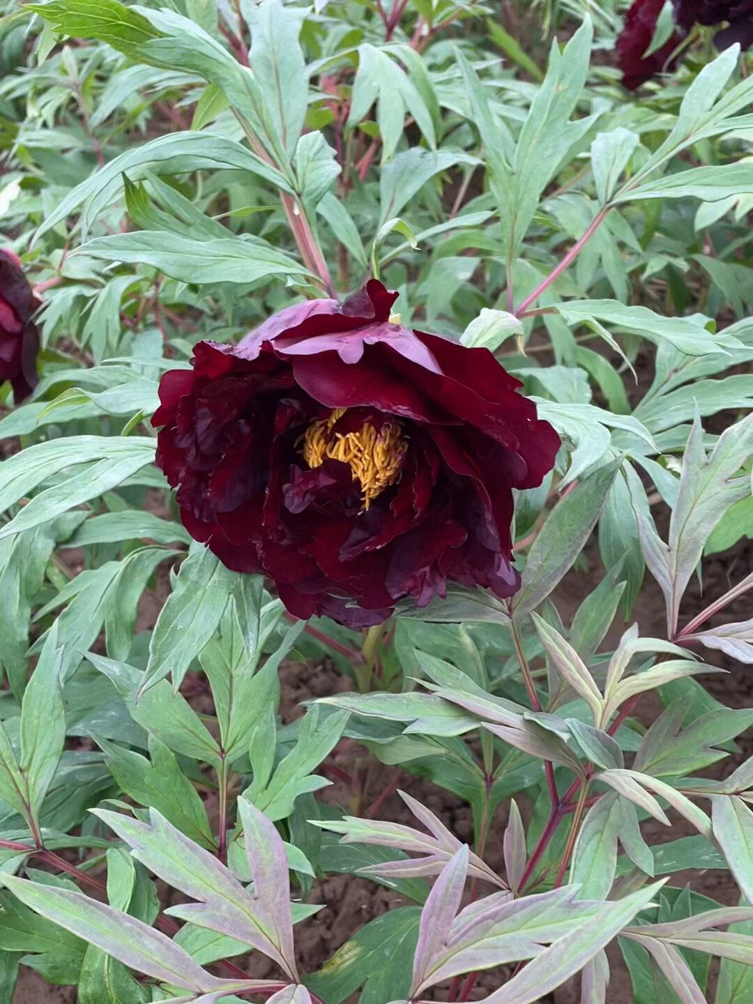 黑色系牡丹-黑豹