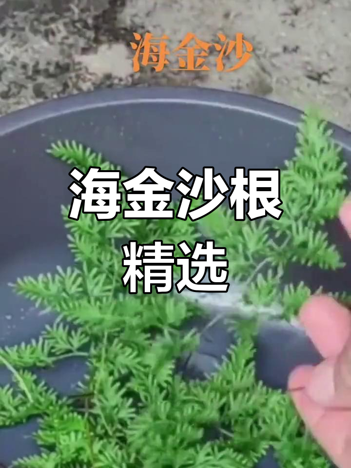 海金沙根,精选干货,250克包邮