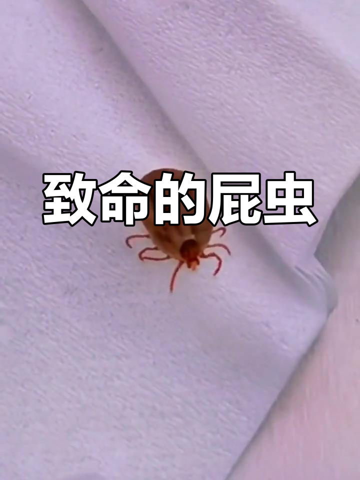 致命小虫:屁虫,民间俗称夺命蜱虫