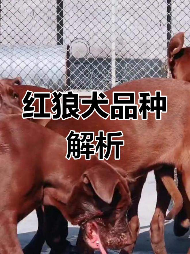 3个月红狼犬图片图片