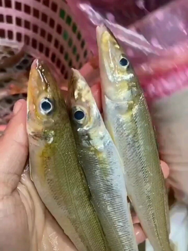 沙尖鱼,沙钻鱼,沙丁鱼,本港天然海鱼