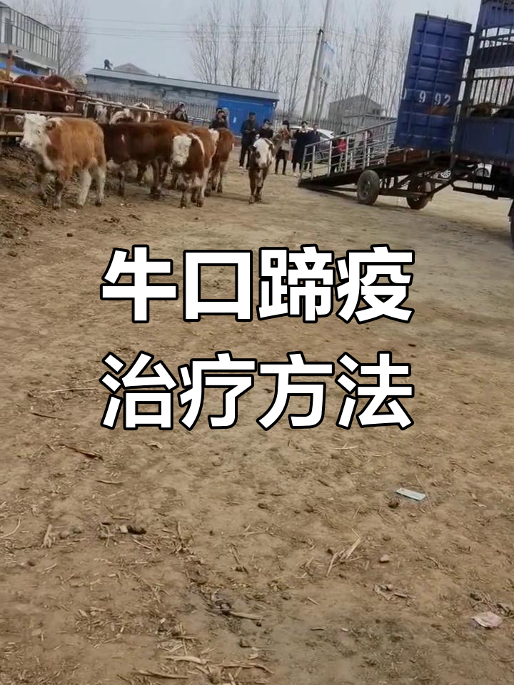 牛口蹄疫怎么治疗图片