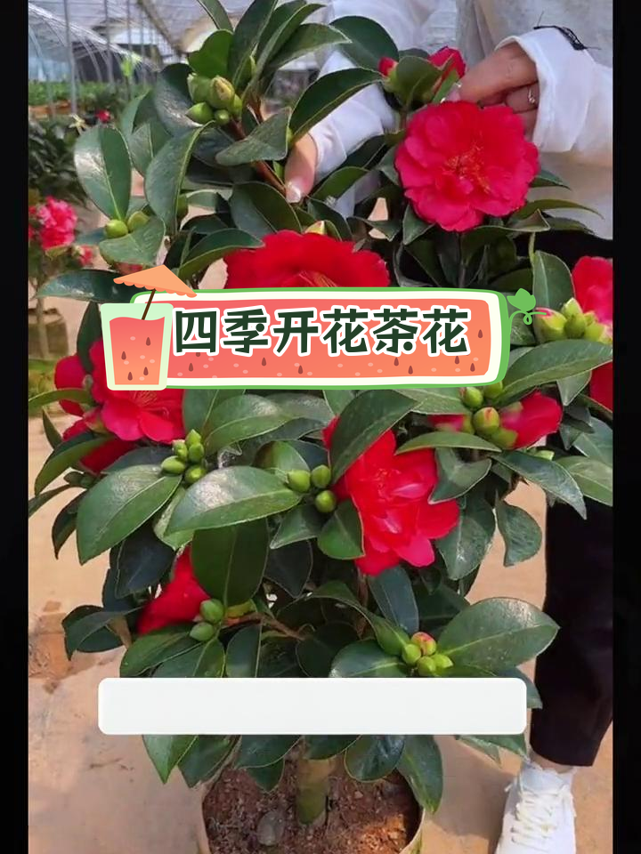 四季茶花 耐寒耐热