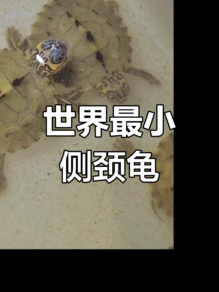 世界上最小的侧颈龟,侏儒的奇迹