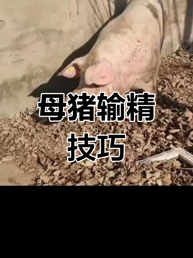 后备母猪配种顺口溜图片