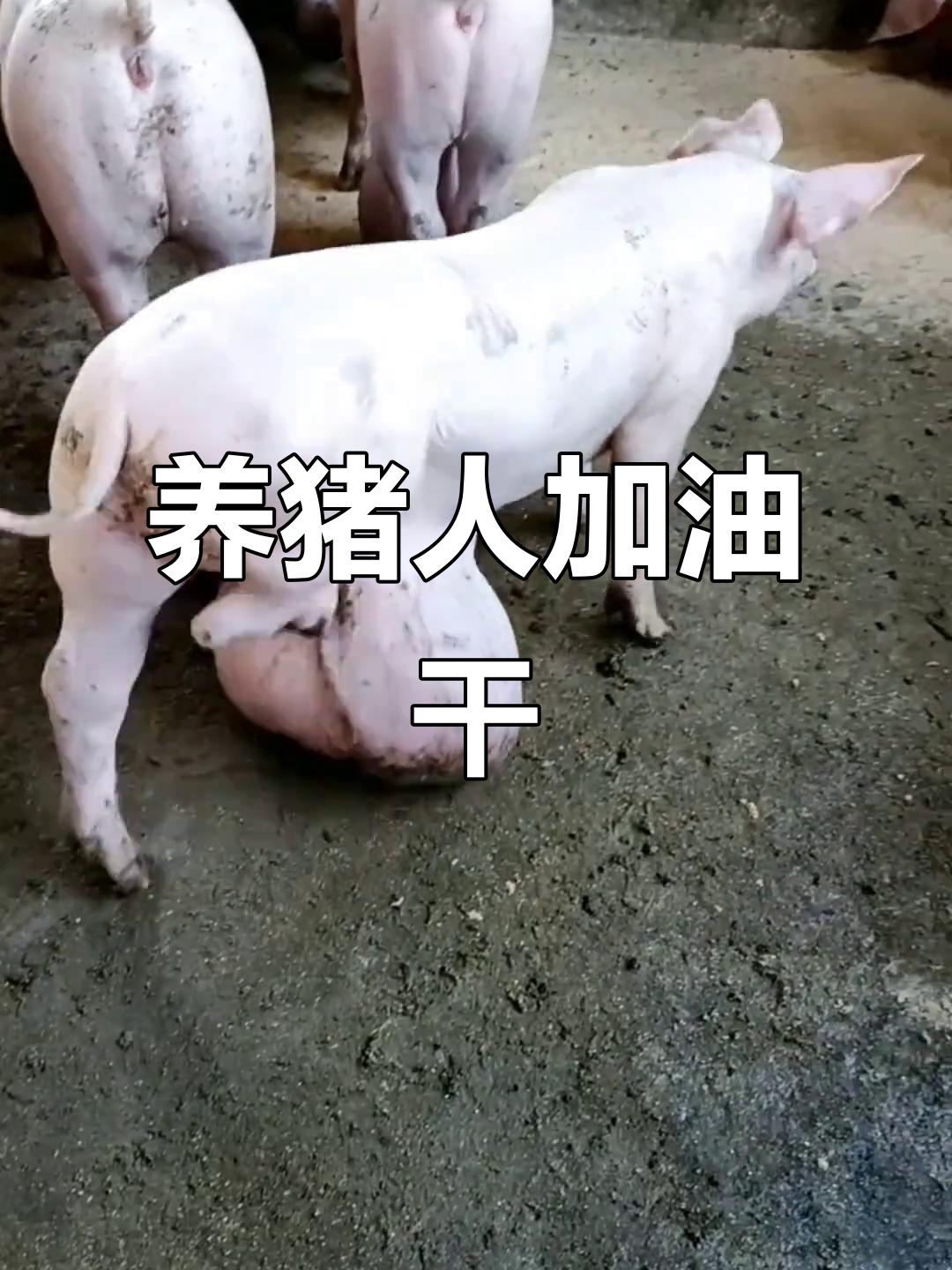 致富经养豪猪(致富经养殖豪猪)