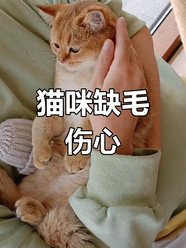猫咪鼻子受伤,委屈表情萌化人心