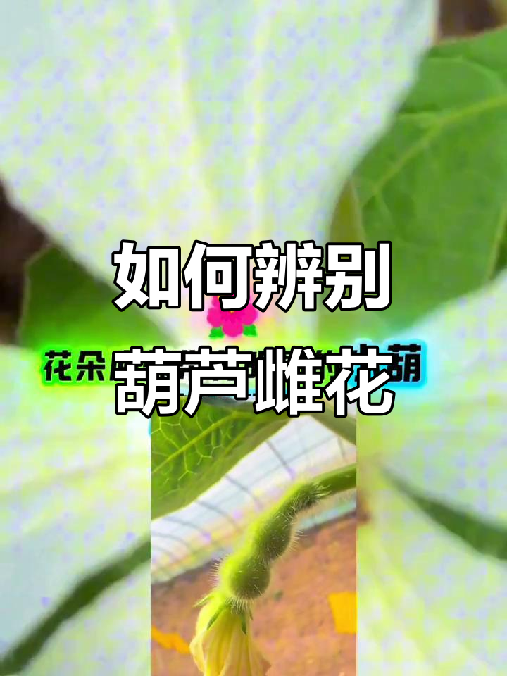 分辨葫芦雌花,掌握关键特征