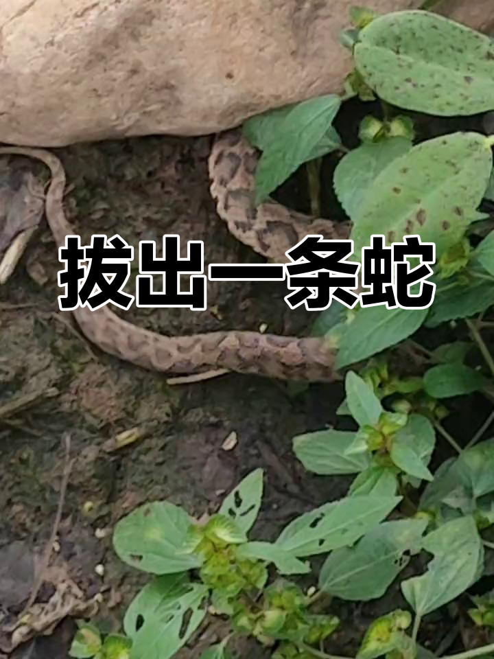 河南的土谷蛇图片