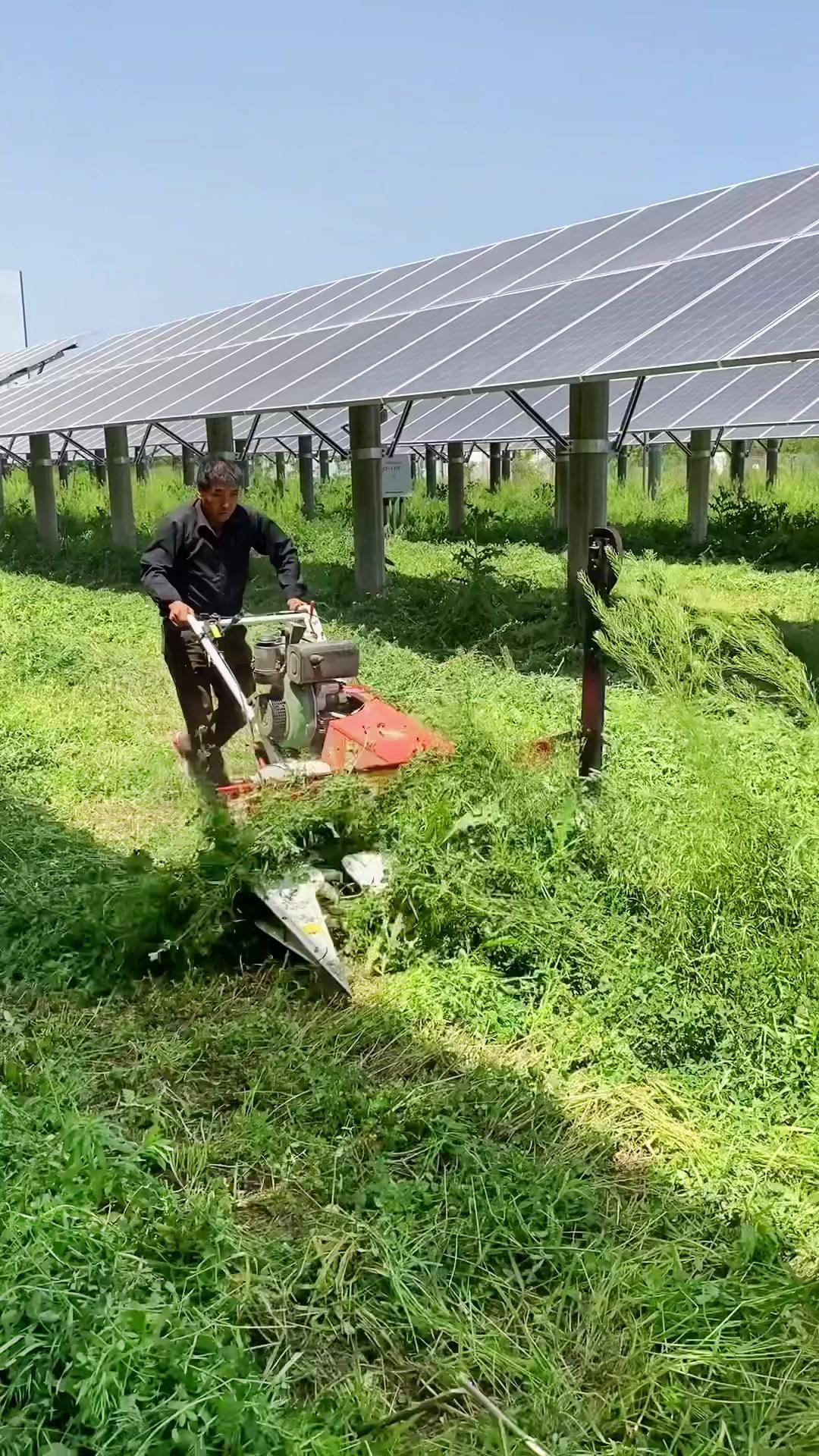 羊舍里的苜蓿草长高了小老板用了机器再也不愿雇人工收割农业机械牧草