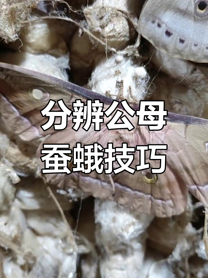 公母蚕蛾如何区分?触角和肚子有玄机