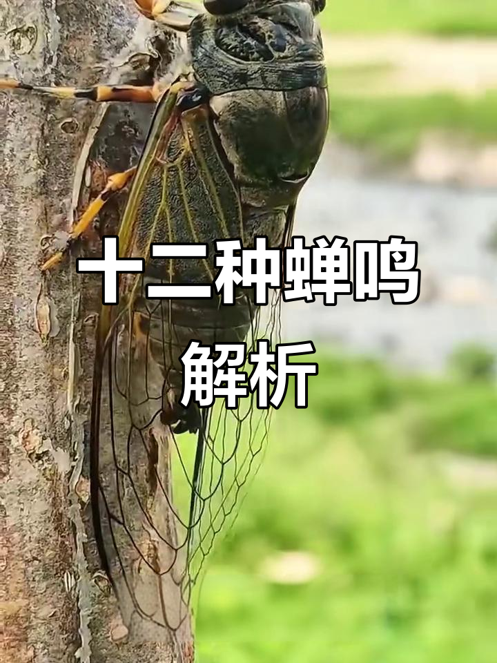 12种蝉鸣大揭秘,带你了解不同蝉的声音特点
