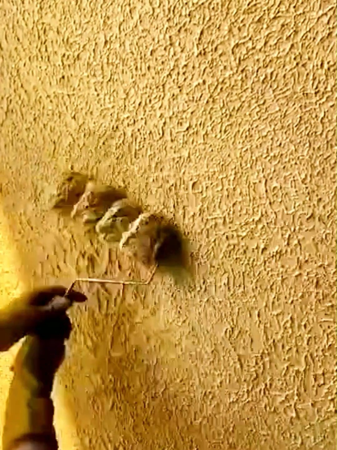 拉毛肌理漆质感漆施工,在家自己动手也可做