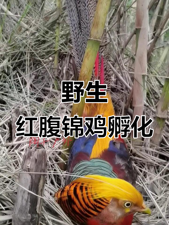 红腹锦鸡野外孵蛋,真实拍摄记录