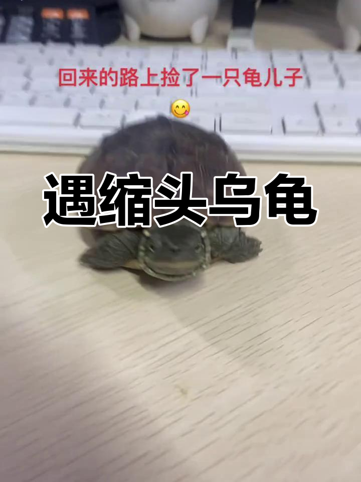 偶遇缩头乌龟,百万运镜师现场捕捉"打龟"瞬间